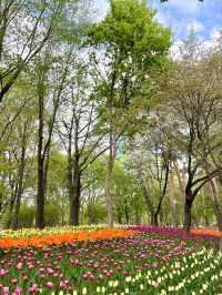 서울숲 튤립축제🌷 지금이 절정!💕