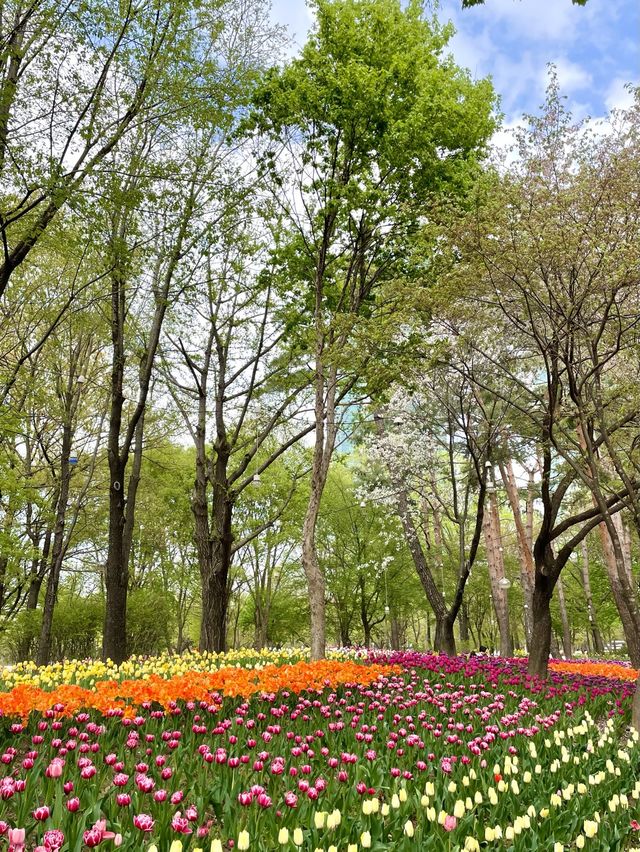 서울숲 튤립축제🌷 지금이 절정!💕