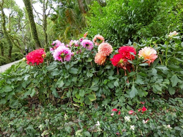 【台北】士林官邸公園 🌸 台北賞花景點推薦