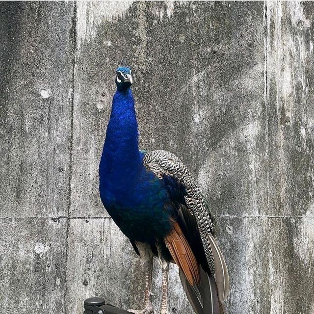 【東京都/伊豆大島】東京都立大島公園動物園