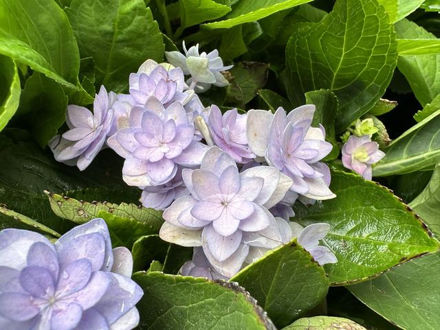 香港賞花｜九龍公園｜今年最後一輯繡球花照片