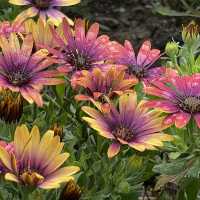 Let Sunflower lead a garden tour 