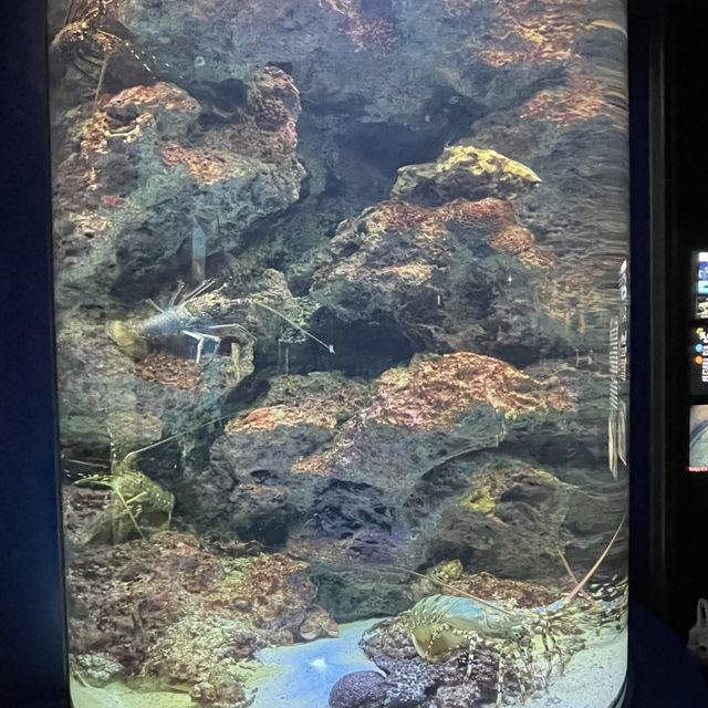 亞洲最大型水族館-沖繩美麗海水族館