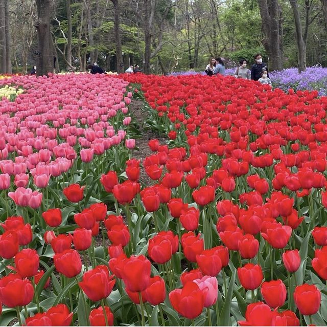 京都  四季折々のお花が楽しめるSPOT🌼