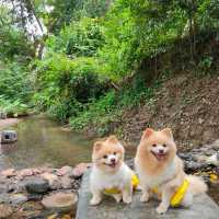 คาเฟ่ริมลำธาร มีน้ำตกไหลผ่าน น้องหมาเข้าได้
