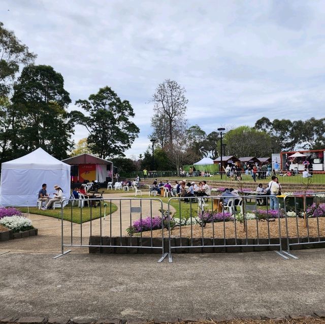 Sakura festival in Sydney
