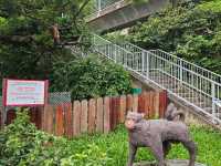 以猴子出名的金山郊野公園