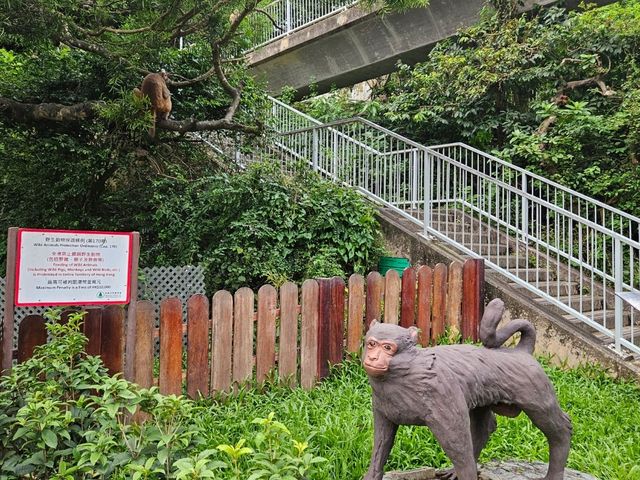 以猴子出名的金山郊野公園