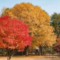 Beautiful Autumn View of Incheon Grand Park