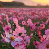 Mount Tsukuba 🌸 