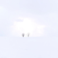 北海道自駕遊：美瑛景點