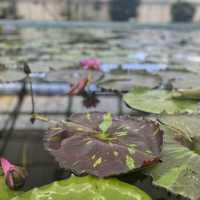 鳥と花を間近で鑑賞！