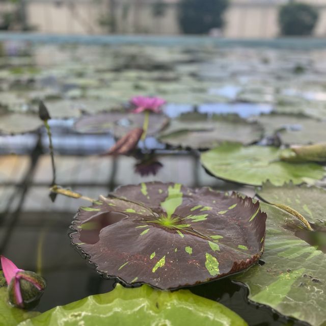 鳥と花を間近で鑑賞！