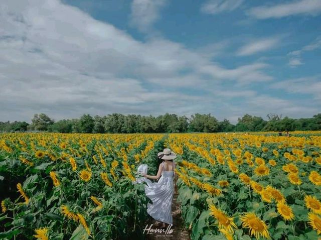 ชมฟรี ทุ่งดอกทานตะวัน อ่างเก็บน้ำดอกกราย