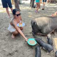 Pig Island
