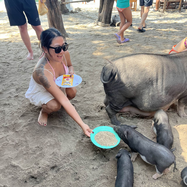 Pig Island