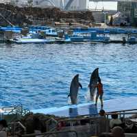 Fun filled time at Nagoya Port Aquarium 