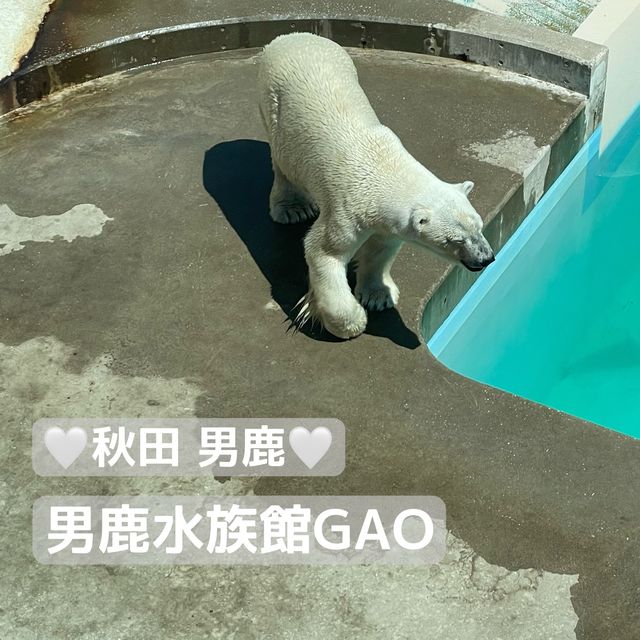 【ロケーション◎】秋田 男鹿 ホッキョクグマに会える！男鹿水族館GAO