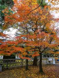 京都景點｜嵐山免費的賞楓地——清涼寺