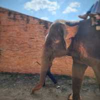 Elephant World