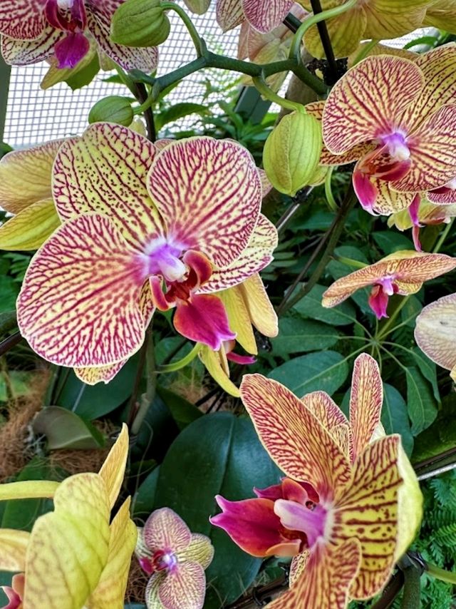 Gorgeous blooms@ National Orchid Garden