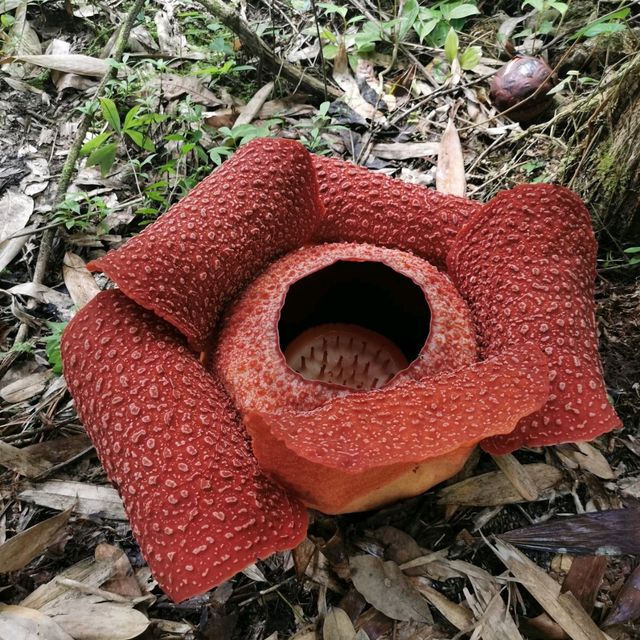 Rafflesia-Proud of Borneo