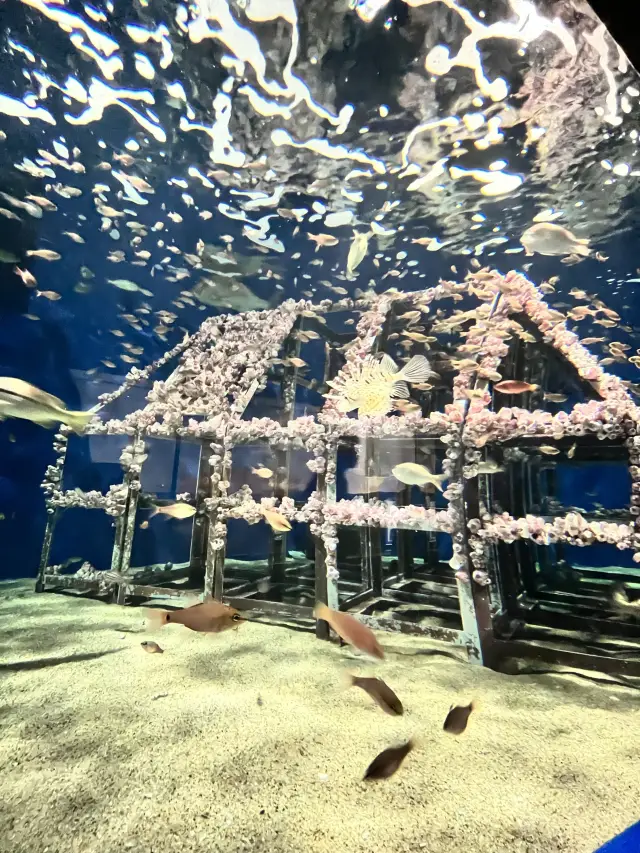 【マリンワールド海の中道】福岡旅行✈️🦭