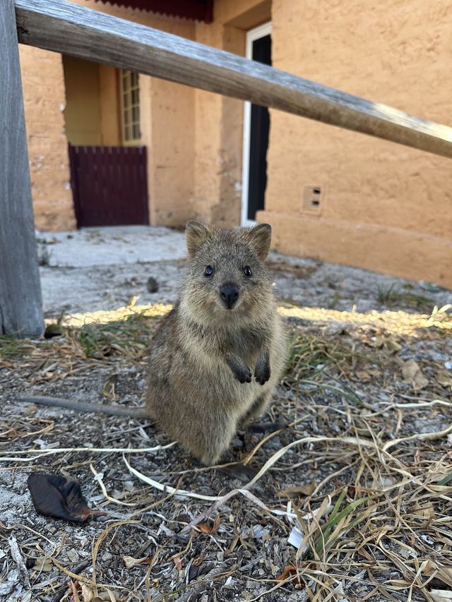 Rottnest Island