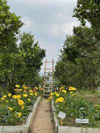 🍊 JINJU the orange farm - สวนส้มจินจู 🍊🧺🌳   🌳