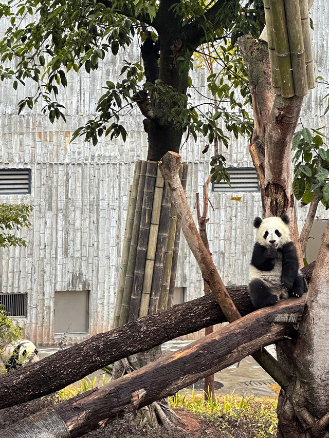 🐼 เยือนถิ่นแพนด้ายักษ์ 🐼 ‘เฉิงตู’ 🇨🇳