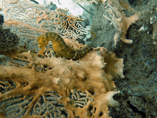 泰國布吉島潛水