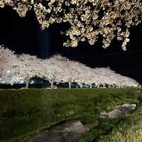 夜の川に映り込む桜のリフレクションが素敵