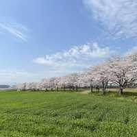 延々と続く桜並木は圧巻