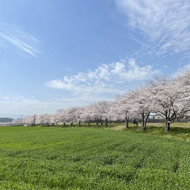 延々と続く桜並木は圧巻