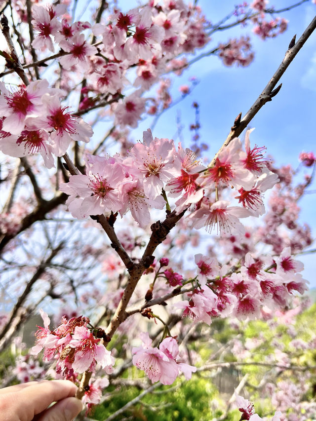 我以為日本的櫻花已經夠美了，直到我來了這裏