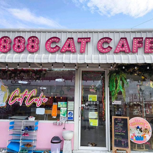 888 Cat Cafe ไปหาน้องแมวกัน 