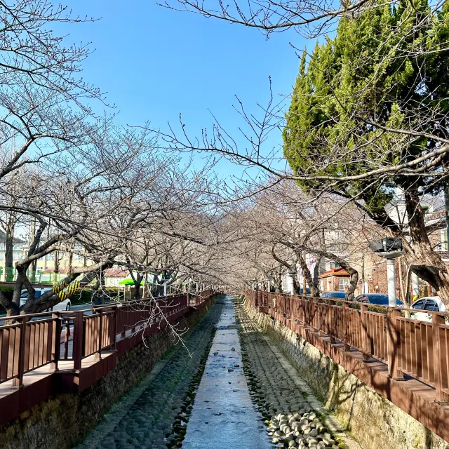 진해군항제 벚꽃명소 여좌천로망스다리 실시간 개화상황