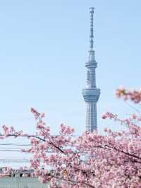 東京河津櫻景點、舊中川河津櫻，看到晴空塔！  