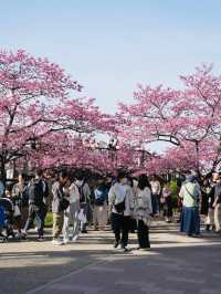 🇯🇵東京淺草 陽光櫻包圍 櫻花難民到這裏就對啦！🌸