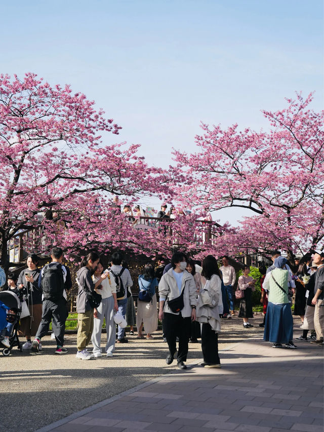 🇯🇵東京淺草 陽光櫻包圍 櫻花難民到這裏就對啦！🌸