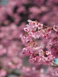 🇯🇵東京淺草 陽光櫻包圍 櫻花難民到這裏就對啦！🌸