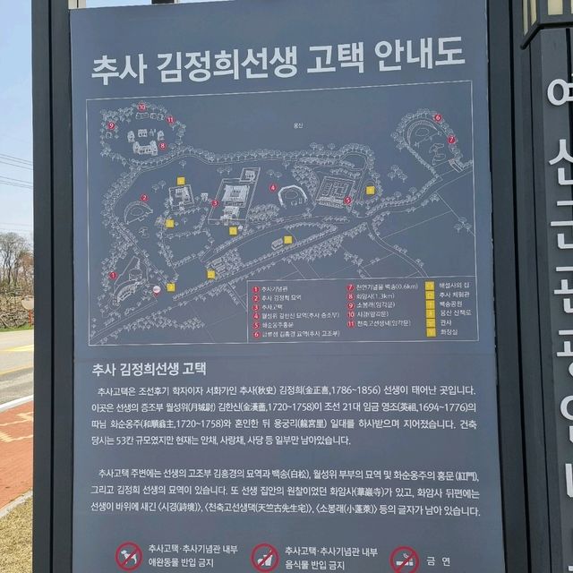 수선화가 만발한 추사고택