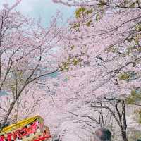 🌸ชมซากุระที่ถนนซากุระSugi no baba