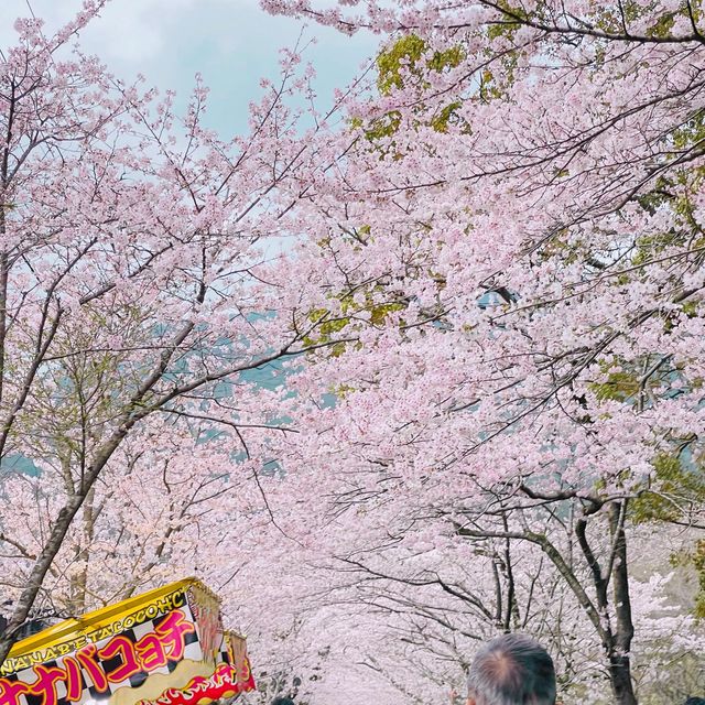 🌸ชมซากุระที่ถนนซากุระSugi no baba