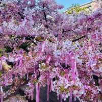 桜神宮
