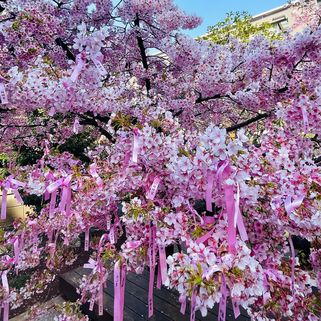 桜神宮