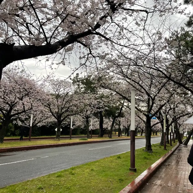 海洋世界海之中道 都有櫻花㗎🌸🌸