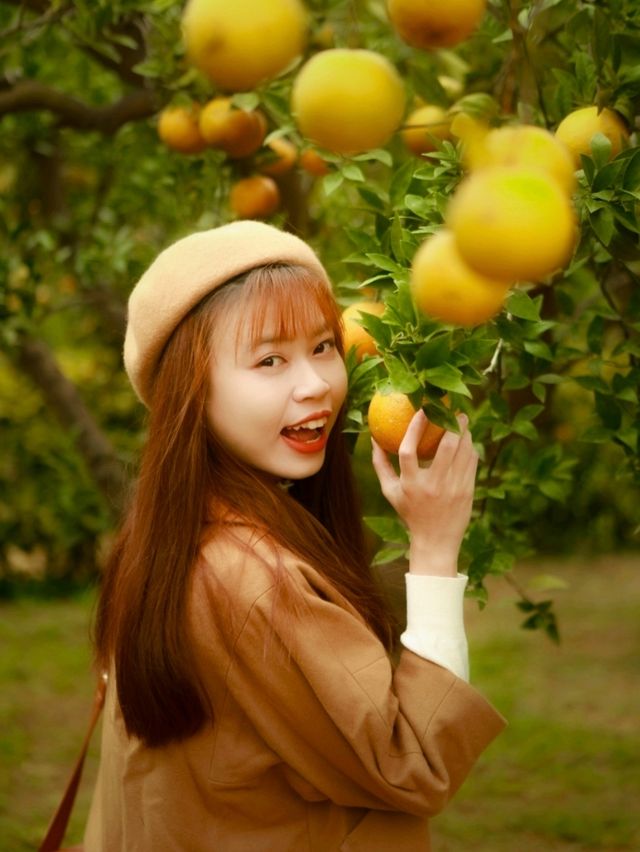 苗栗丨橘子園裡的少女🍊丨橙香森林