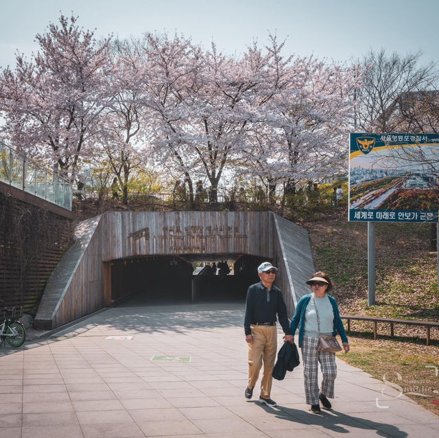 Beautiful Spring of Yeouido Hangang Park