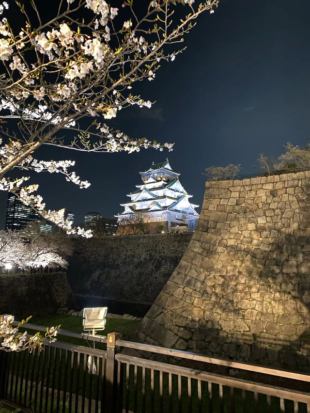 【2024年桜】観桜ナイター